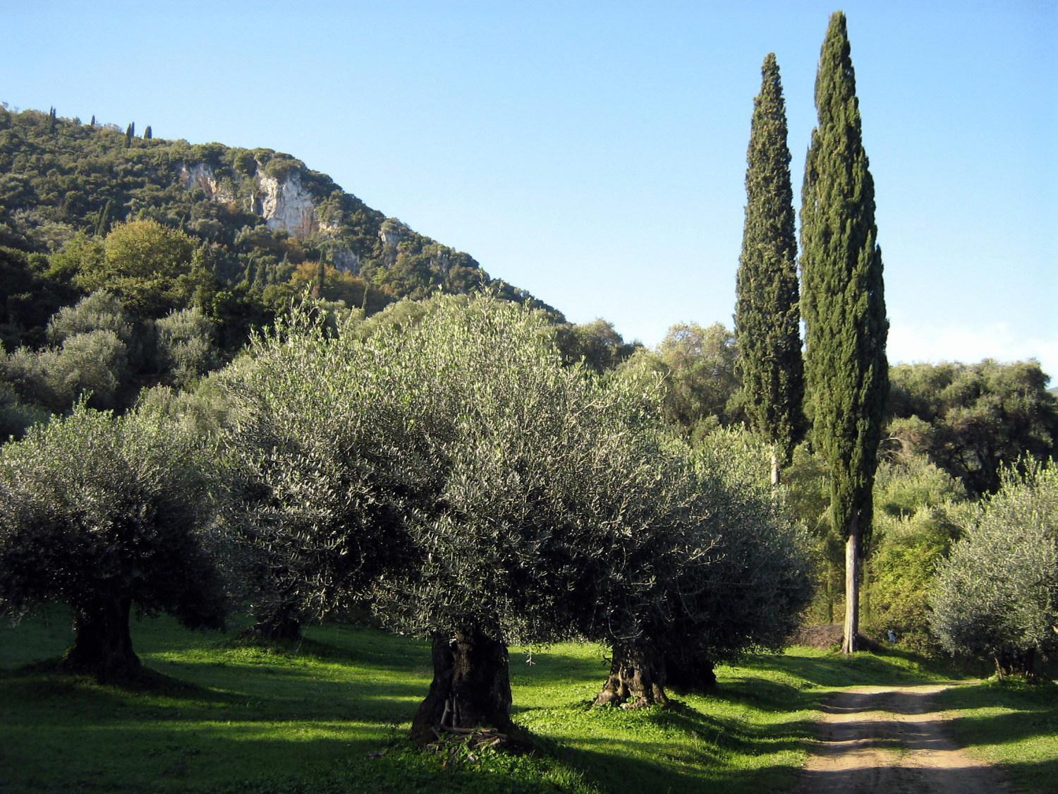 Apartment Avgoustina Venus Benitses (Corfu)